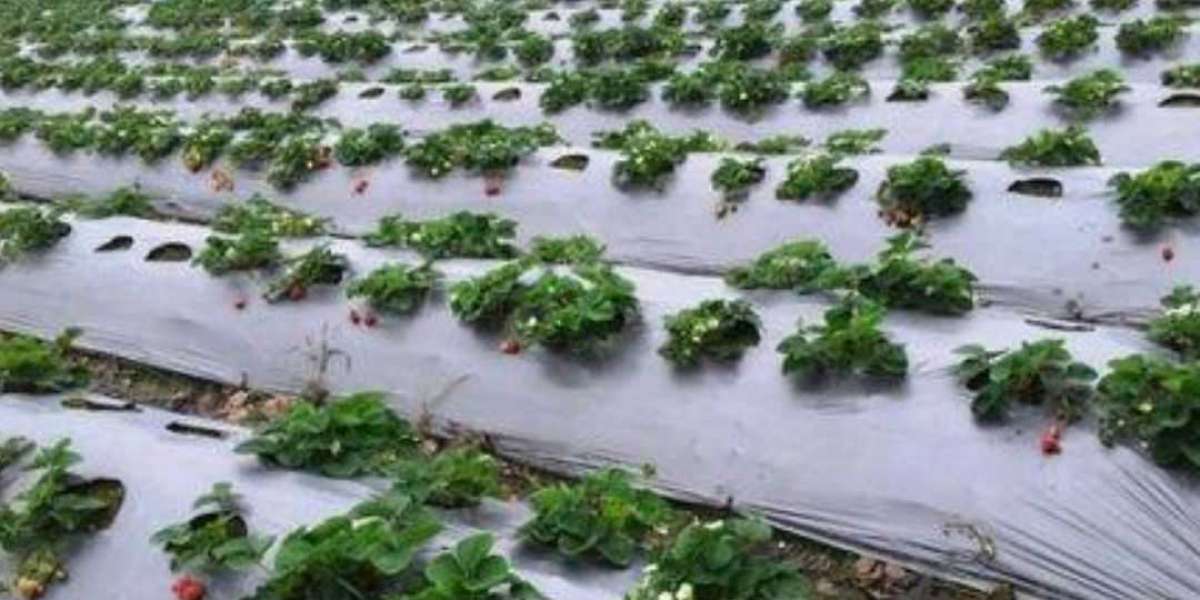 Understanding Mulch Film: An Essential Tool in Modern Agriculture