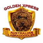 Goldenxpress Labradoodles profile picture