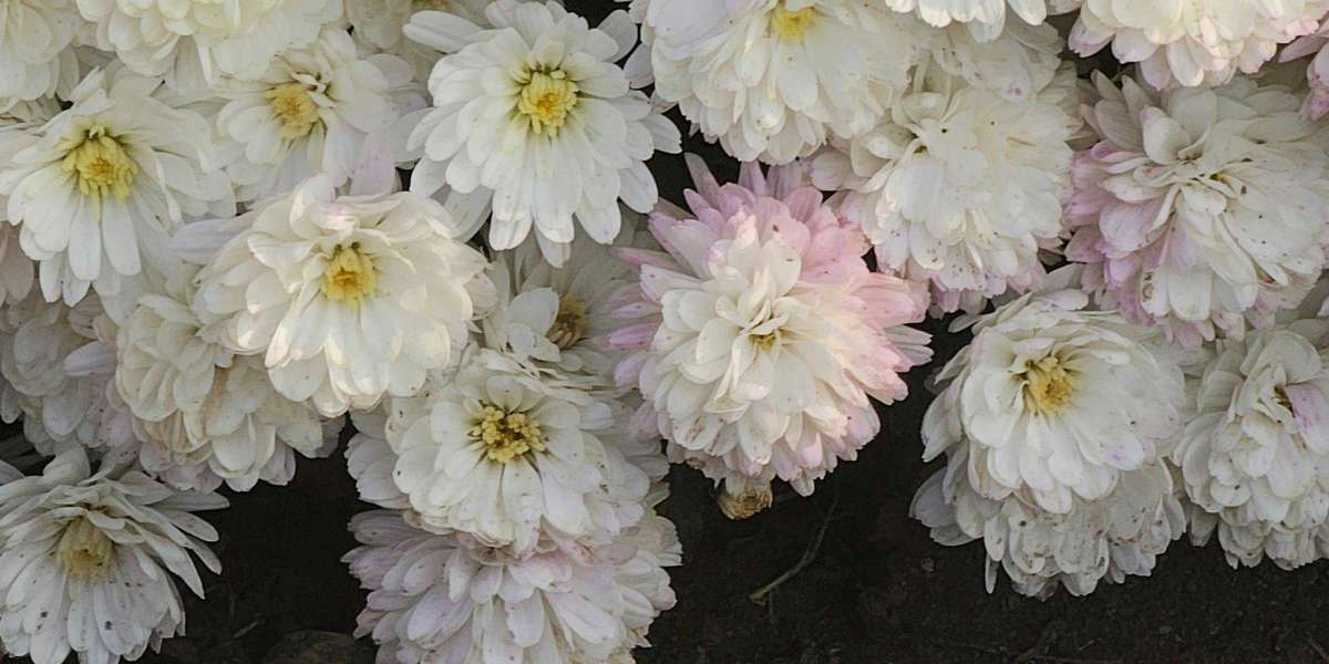 U4GM Why Terror Zone Trackers Are a Must in Diablo 2