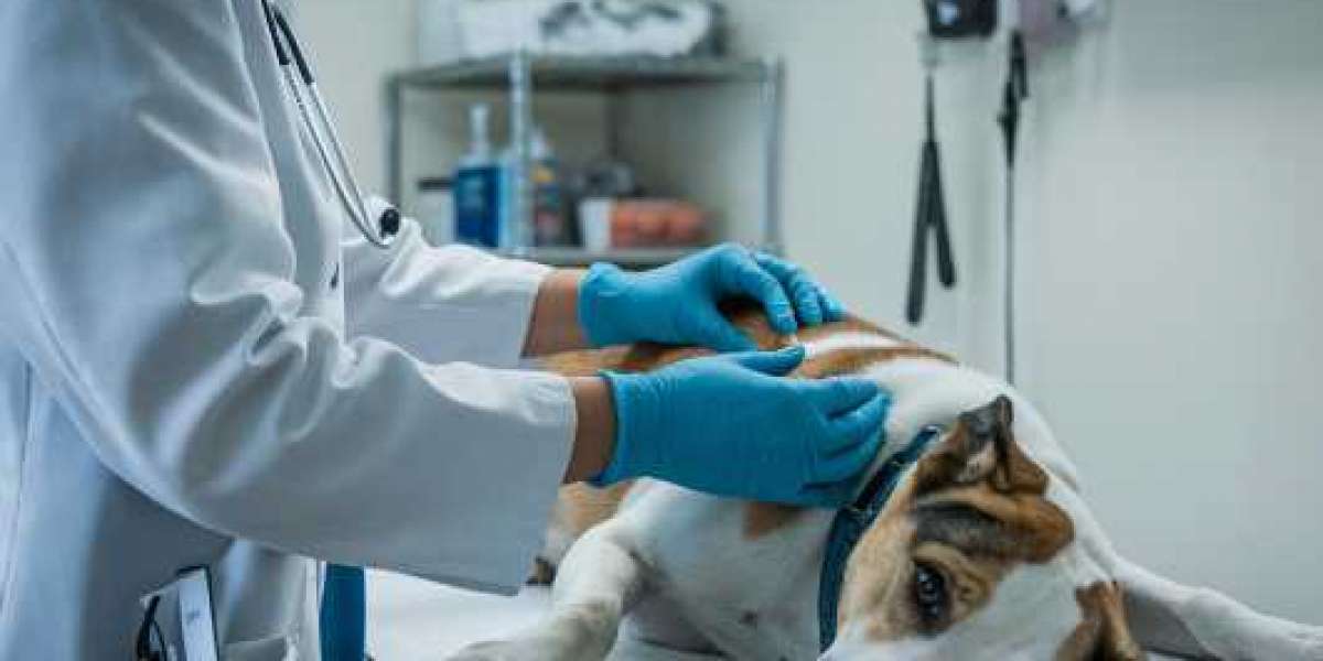 Why Choose In-Home Pet Euthanasia in San Antonio for Your Pet